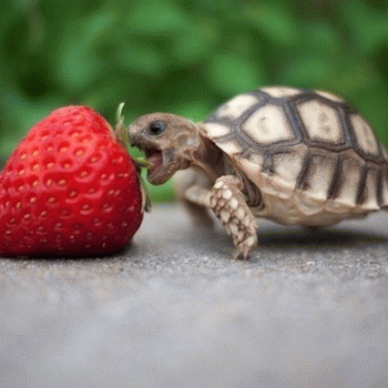Sloth (USA-2) : Sharing Treats with the Cat Is Where It's At